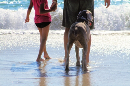 Weimaraner with Family walking on the Beachの写真素材