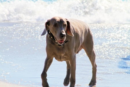 Weimaraner walking out of the waves on the Beachの写真素材