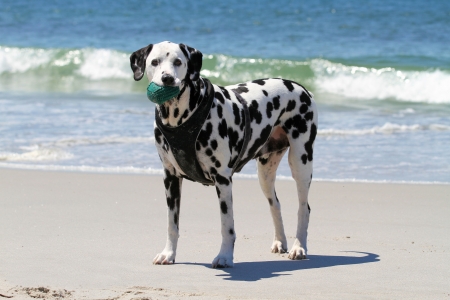 Dalmatian Standing on Beach with Green Toyの写真素材