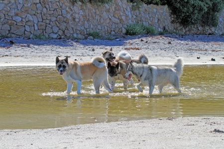 Pack of Dogs Wading Through Waterの写真素材