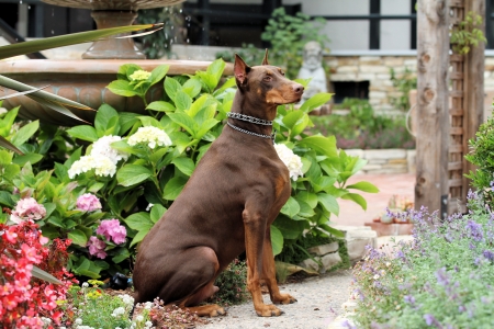 Red Doberman Sitting in Carmel Church Gardenの写真素材