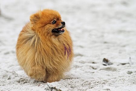 Pomeranian with Purple Hair Extensions Walking on Carmel Beachの写真素材