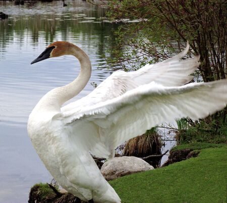 Swan With Wings Of Whiteの写真素材