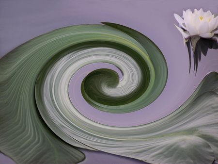 Lily Pad and Water Lily Abstractの写真素材