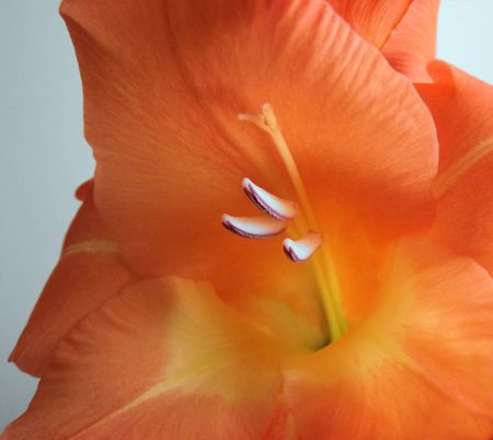 Gladiola Flowerの写真素材