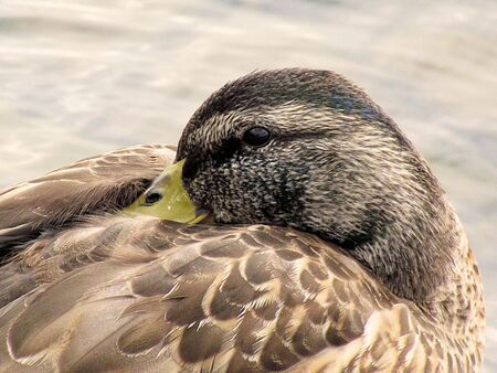 Mallard Duck Close-Upの写真素材