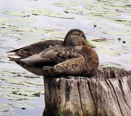 Mallard Duck Sleeping On Tree Stumpの写真素材