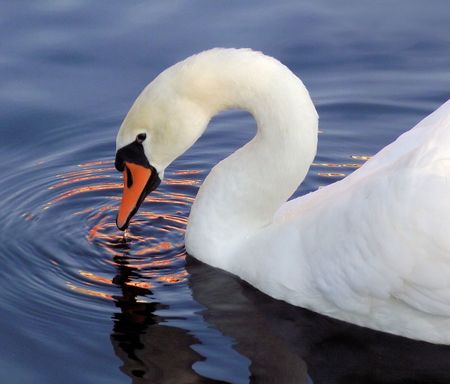 Graceful Swan Taking A Drinkの写真素材