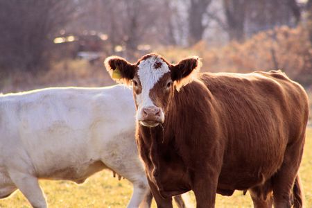 Cow On Farmの写真素材