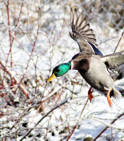 Mallard Duck Landingの写真素材