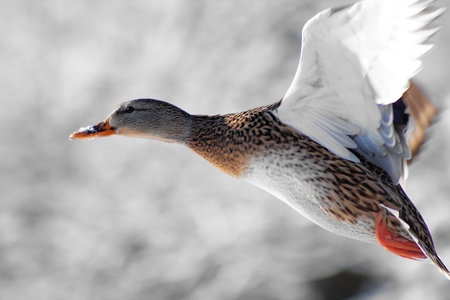 Mallard Duck Flying Freeの写真素材