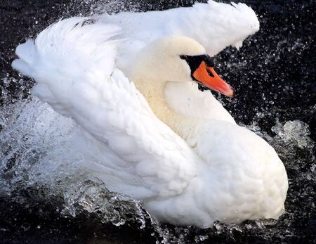 Beautiful Swan Dancing In Waterの写真素材