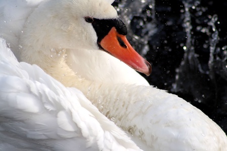 Beautiful Winter Swan の写真素材