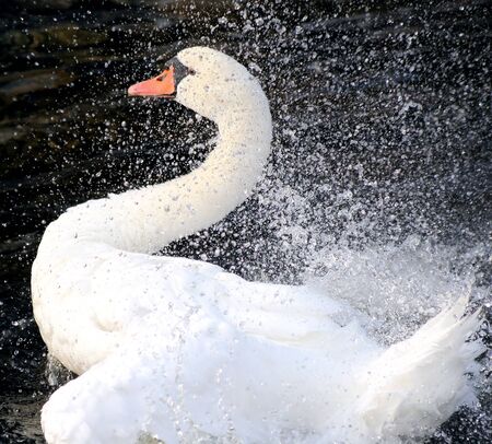 Swan Splash Danceの写真素材