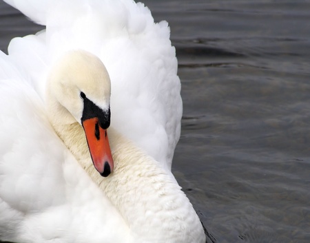 Beautiful White Swanの写真素材