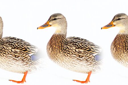 Mallard Duck In Repeat Patternの写真素材