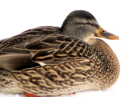 Mallard Female Laying In The Snowの写真素材