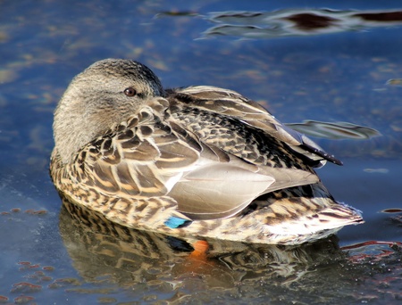 Mallard Duck Keeping Warmの写真素材