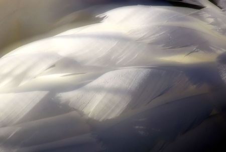 Feathers Of A Swanの写真素材
