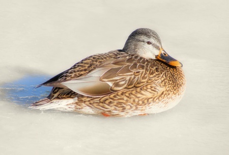 Mallard duck lying on ice pond の写真素材