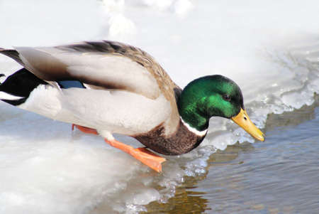 Mallard duck on icy pondの写真素材