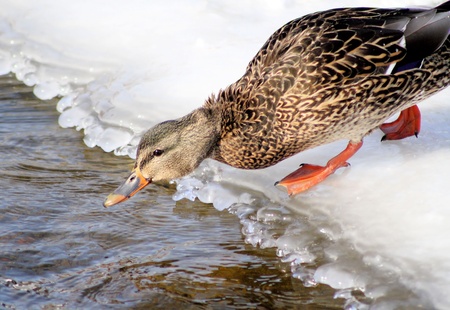 Mallard duck on edge of frozen pondの写真素材