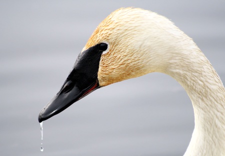 Trumpeter Swan with water droplets on beakの写真素材