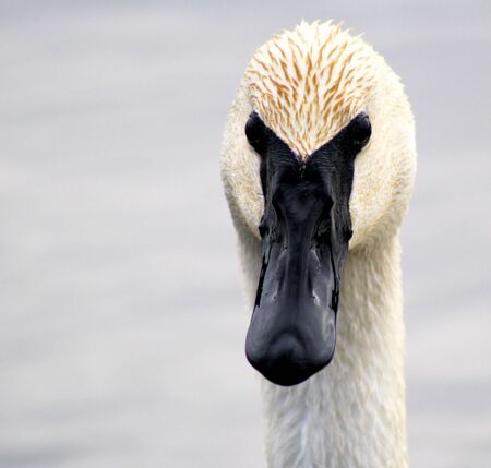 Trumpeter Swan Close-Upの写真素材
