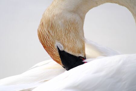 Beautiful Trumpeter Swan 