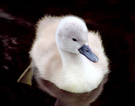 Baby Swanの写真素材