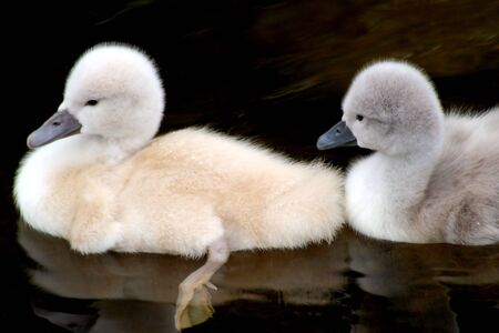 Mute Swan Siblingsの写真素材