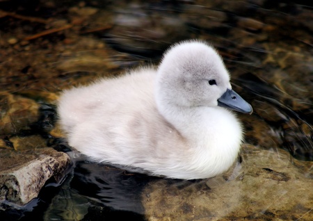 Adorable baby Mute swan - only 3 days oldの写真素材