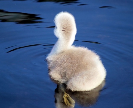Baby swan venturing out on his ownの写真素材