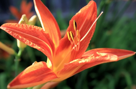 DAYLILYの写真素材