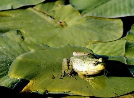 Small pond frog sitting on lily pads