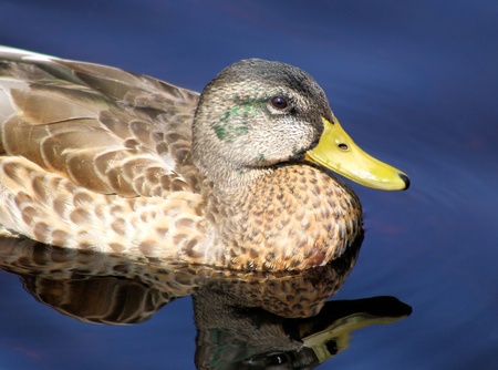 Mallard Duck Femaleの写真素材