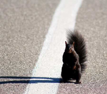 Squirrel standing in the middle of the road - hitching a ride?の写真素材