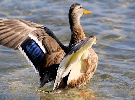 Mallard duck showing her beautiful wingsの写真素材