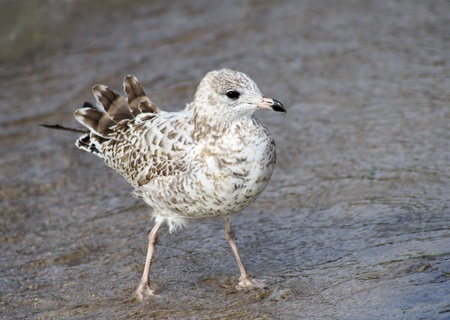 The Skinny Legged Seagull - walking the beachの写真素材