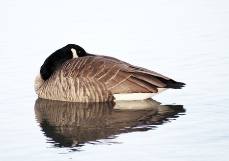 Canada Goose having a restの写真素材