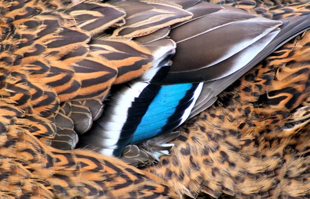 Close Up Of Mallard Duck Feathers の写真素材