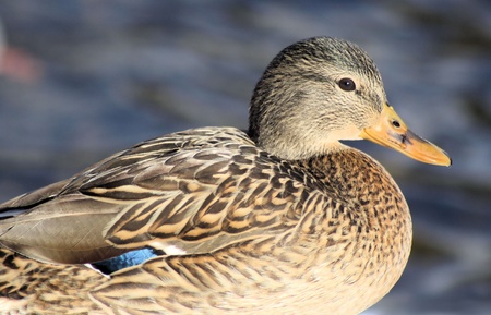 Mallard Duck Femaleの写真素材