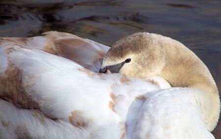 Beautiful Swan の写真素材
