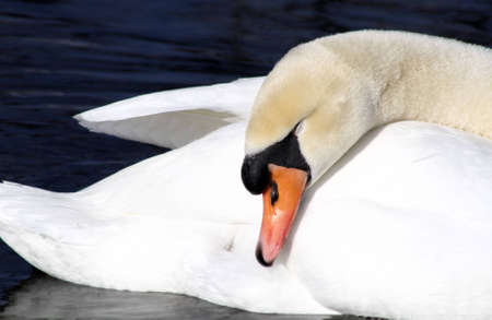 Sleeping Beautyの写真素材