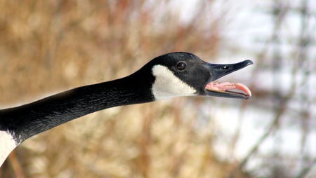Canada Goose Honking During Mating Season - tongue very visibleの写真素材