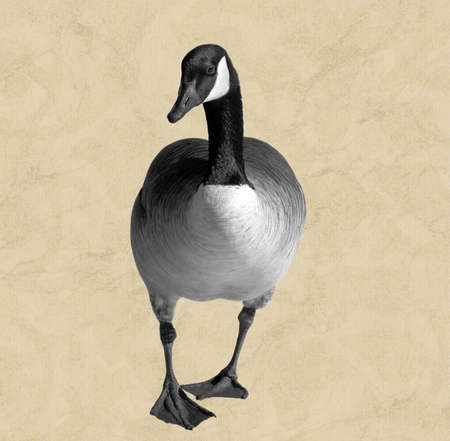 Canada Goose - isolated on neutral backgroundの写真素材