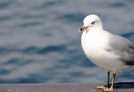 Seagull Standing At Edge Of Dockの写真素材