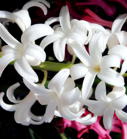 White Hyacinthsの写真素材
