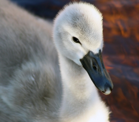 Baby Mute Swanの写真素材