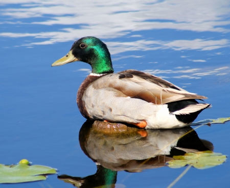 Beautiful Mallard Duck resting on log in pond - clouds reflecting on waterの写真素材